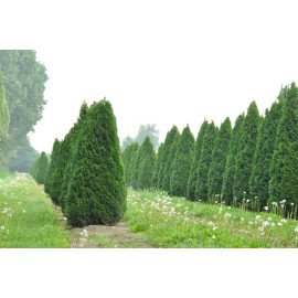 Туя Смарагд продам саджанець, висота 80 см, куплю саджанець туї Smaragd