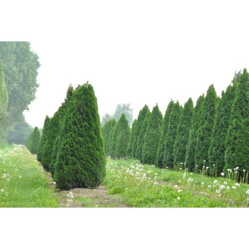 Туя Смарагд продам саджанець, висота 80 см, куплю саджанець туї Smaragd