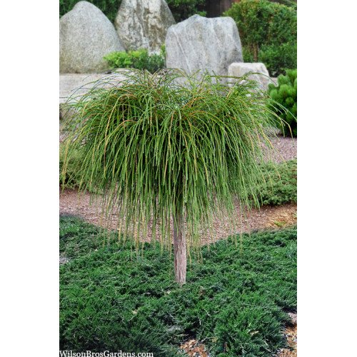 Туя Віпкорд продам саджанець, штамб 100-120 см, продам тую Whipcord