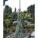 Кедр Блю Фонтейн продам саджанець, висота 185 см, продам кедр Blue Fountain