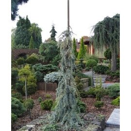 Кедр Блю Фонтейн продам саджанець, висота 185 см, продам кедр Blue Fountain