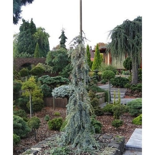 Кедр Блю Фонтейн продам саджанець, висота 185 см, продам кедр Blue Fountain